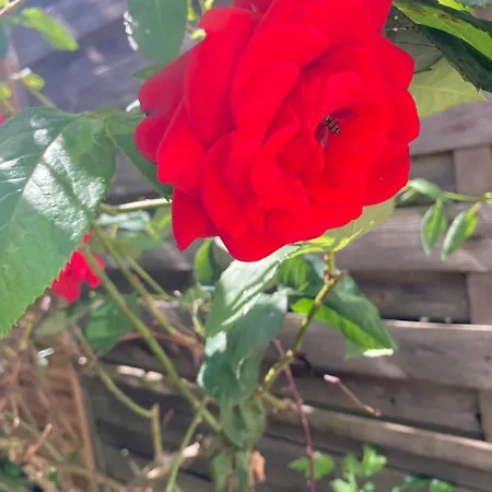 House, Garden&bbq 3km From The / Jolie Maison, Jardin Et Bbq à 3 Km De La Vakantiehuis Coudekerque-Branche